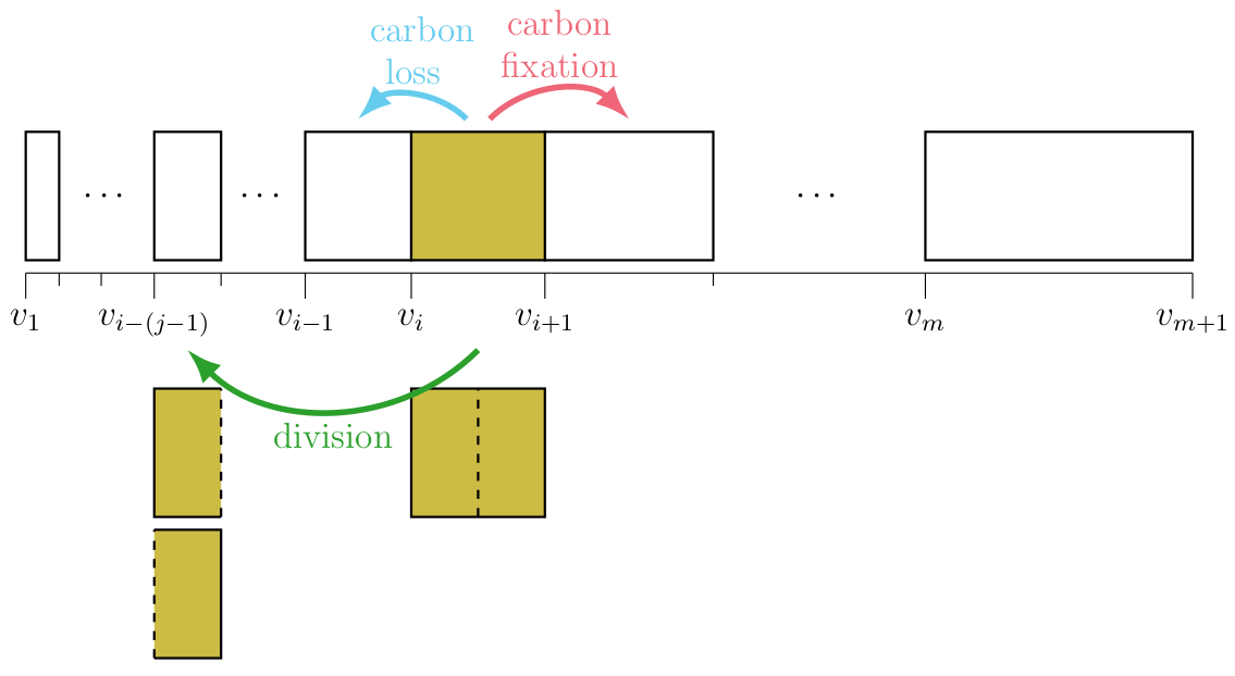 A Bayesian approach to modeling phytoplankton population dynamics from size distribution time series